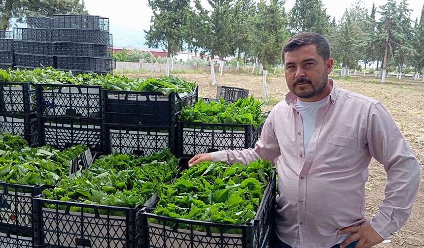 Yeşil altının fiyatı belli oldu