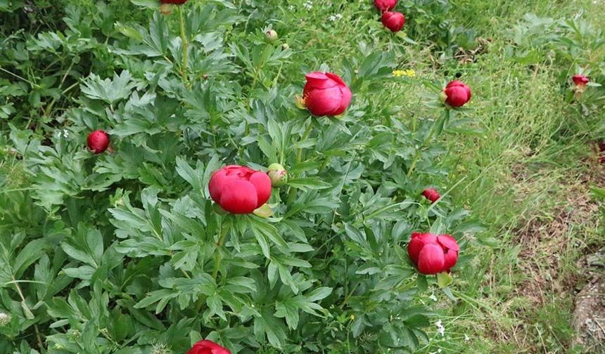 Bu gülleri koparmanın cezası yaklaşık 700 bin TL