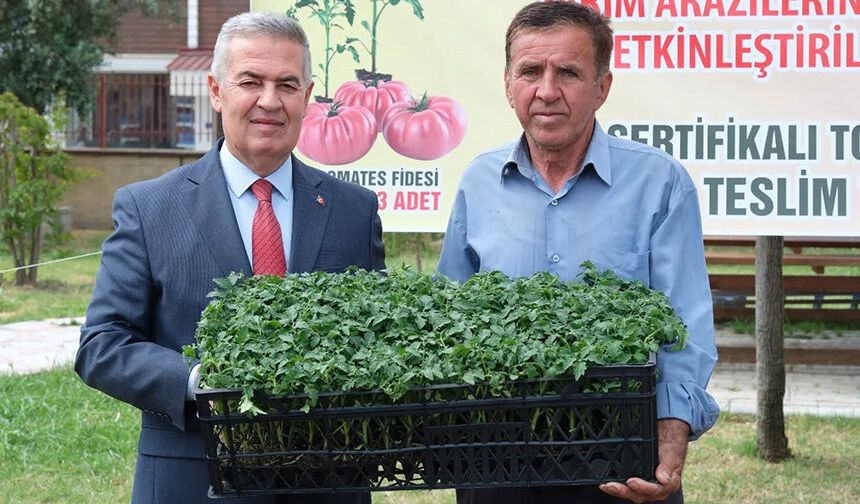 Buharkent'te 38 bin domates fidesi dağıtıldı