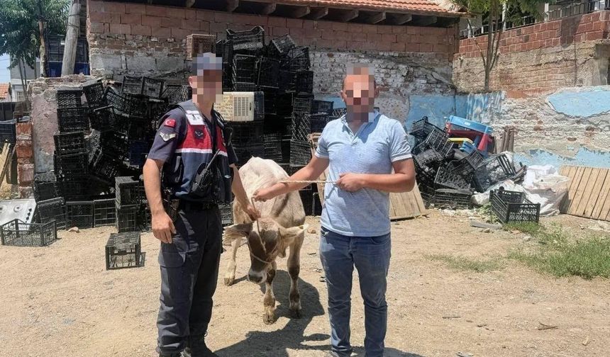 İncirliova’da ahırdan çalınan büyükbaş hayvan bulundu