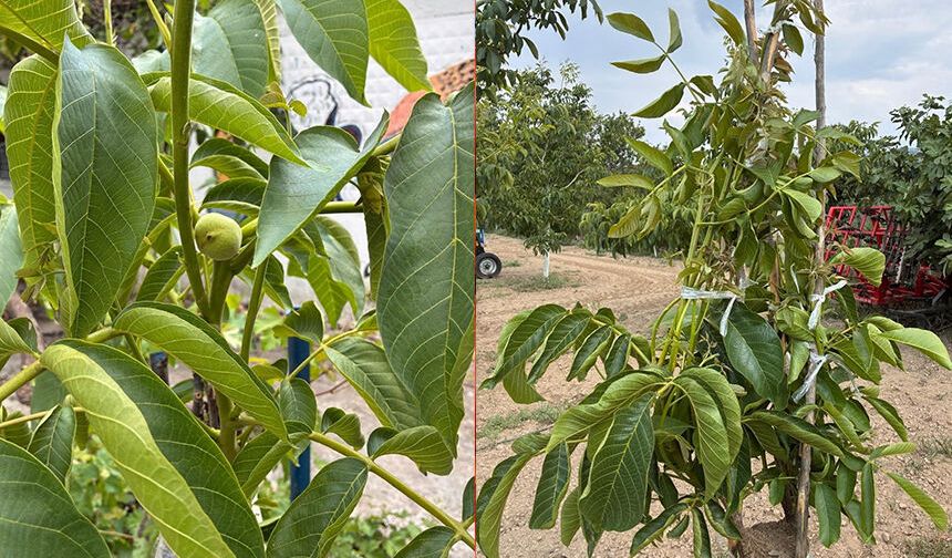 Koçarlı’da cevizde çeşit değiştirme aşısının sonuçları belli oldu
