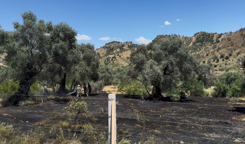 Nazilli'de zeytin bahçesi yangını
