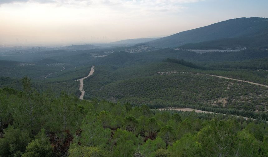 Ormanlara giriş yasaklandı