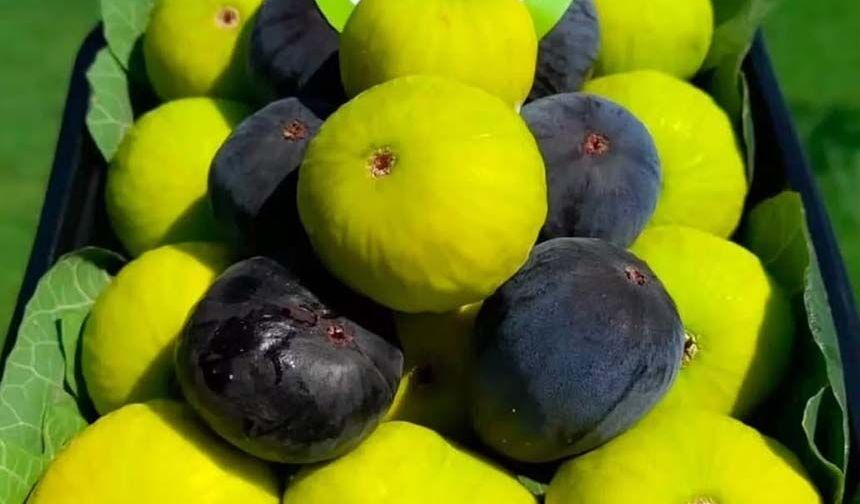 Aydın’da incir tezgahta
