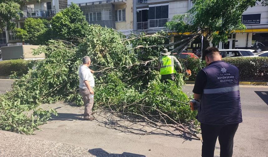 Aydın’da otomobilin üzerine ağaç devrildi