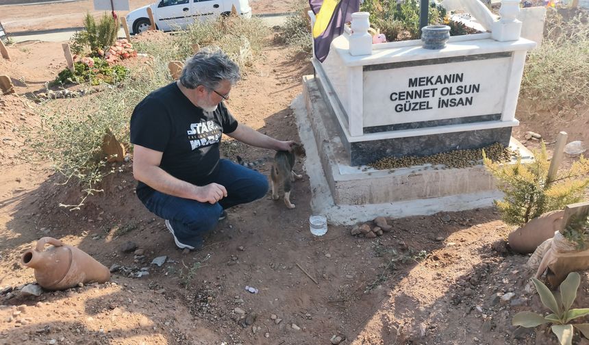 Aydın’da sahibi hayatını kaybeden kedi aylardır mezarın başından ayrılmıyor