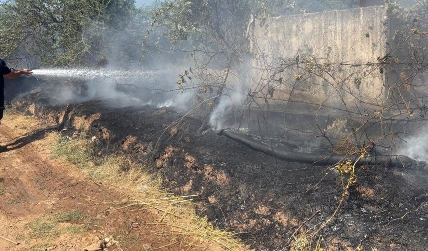 Aydın’da zeytinlik alanda yangın çıktı