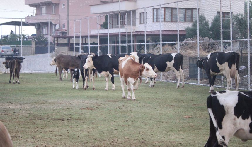 Çine'de alevlerin ulaştığı mahallede hayvanlar halı sahada korumaya alındı