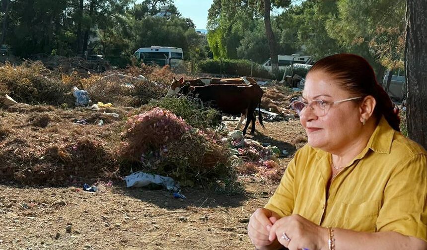 Didim’de çöp sorunu kontrolden çıktı, çöp yığınları arasında inekler otlamaya başladı