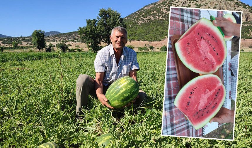 Ege’nin meşhur karpuzu tezgaha indi