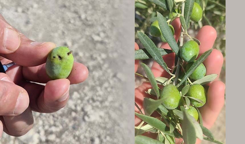 Aydın’da zeytin üreticilerine uyarı geldi