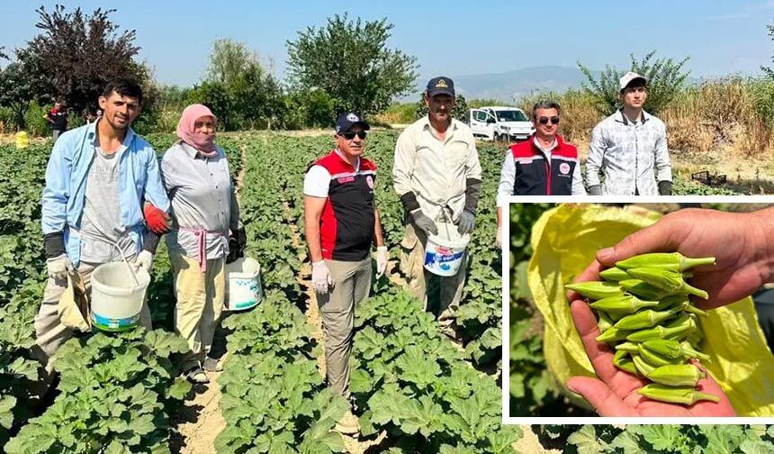 Koçarlı bamya üretiminde zirvede