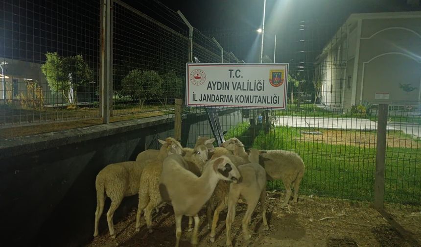 Koçarlı'da 15 koyun evin bahçesinden çalındı