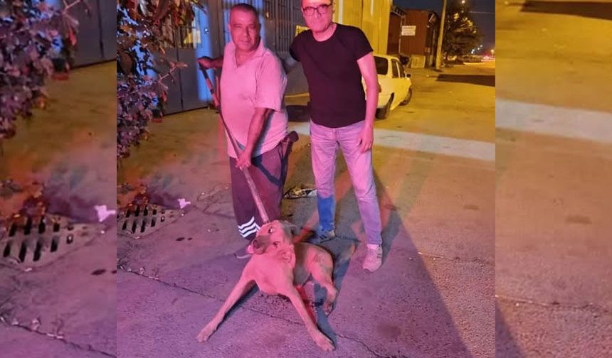 Nazilli'de büyük tepki çeken görüntü.. CHP’li belediyeden vahşi toplama