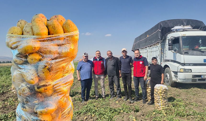 Patates hasadı başladı