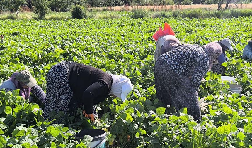 Sabah 7:30’dan akşam 18:00’e kadar 1000 TL’ye çalışıyorlar