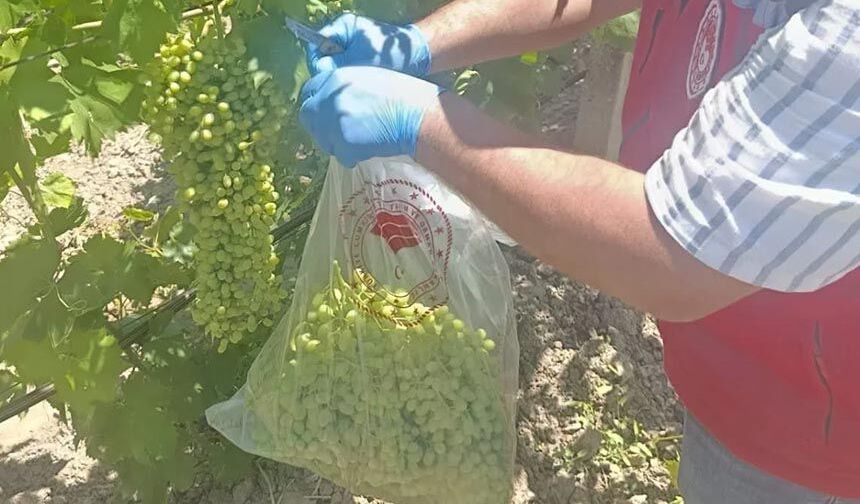 Üzümde pestisit alarmı