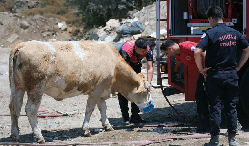 Yangın bölgesinde susayan ineklere temiz can suyu