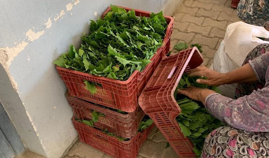 Yaprak fiyatları belli oldu
