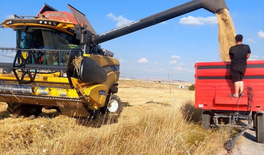 Yerli ve milli arpa çeşitlerinde verimli hasat