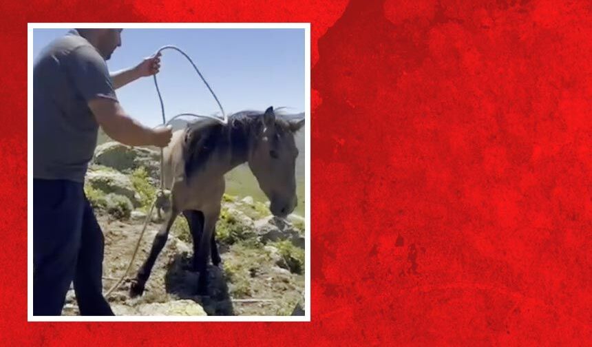 Yılkı atlarıyla ilgili mide bulandıran iddia