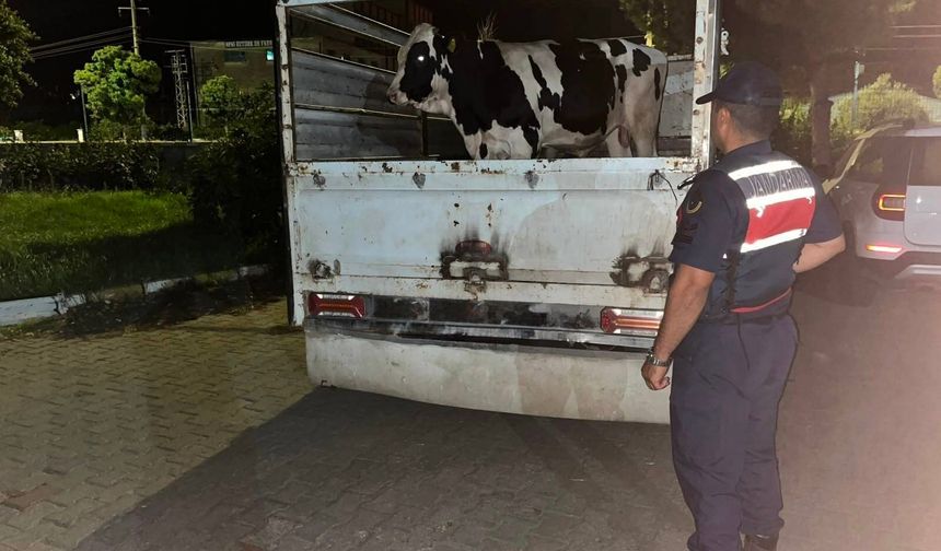 Çine’de 365 bin liralık hayvan dolandırıcılığı