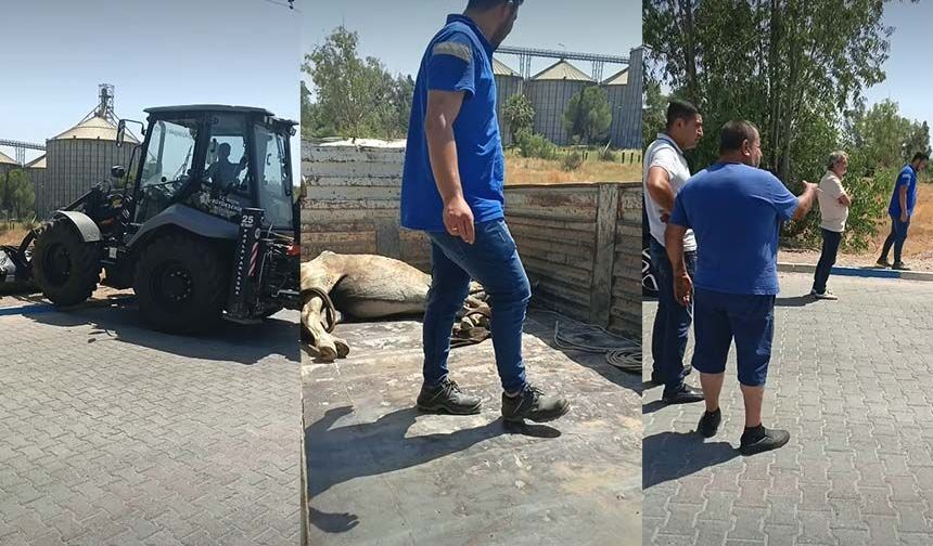 Başkan Çerçioğlu talimat verdi, Büyükşehir ekipleri yaralı at için harekete geçti