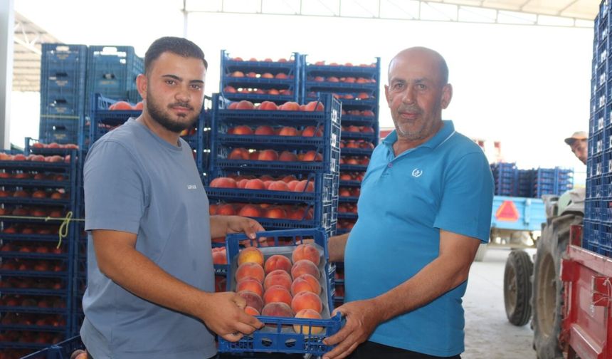 Şeftali fiyatları 1 günde yarıya düştü