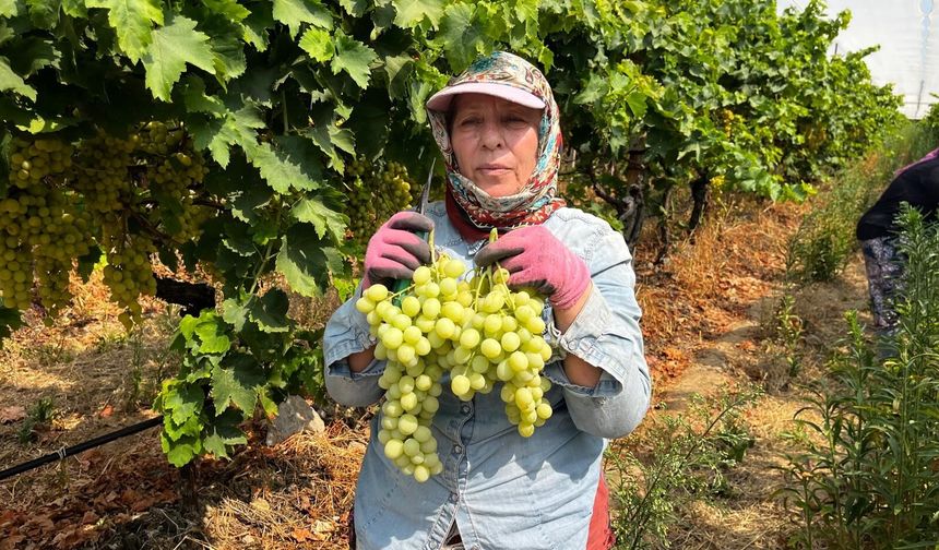 Sezonun ilk üzüm hasadı gerçekleştirildi