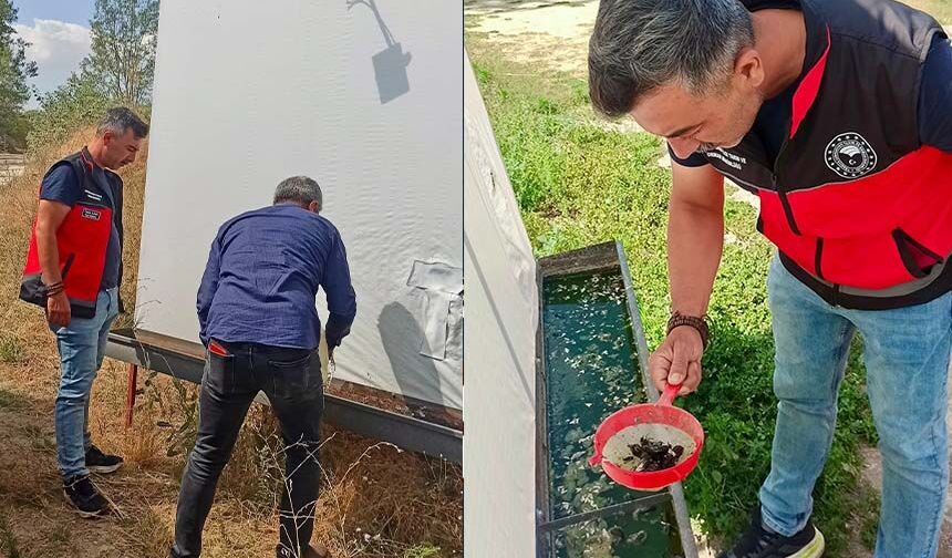 Tarlaları Haziran böceği sardı