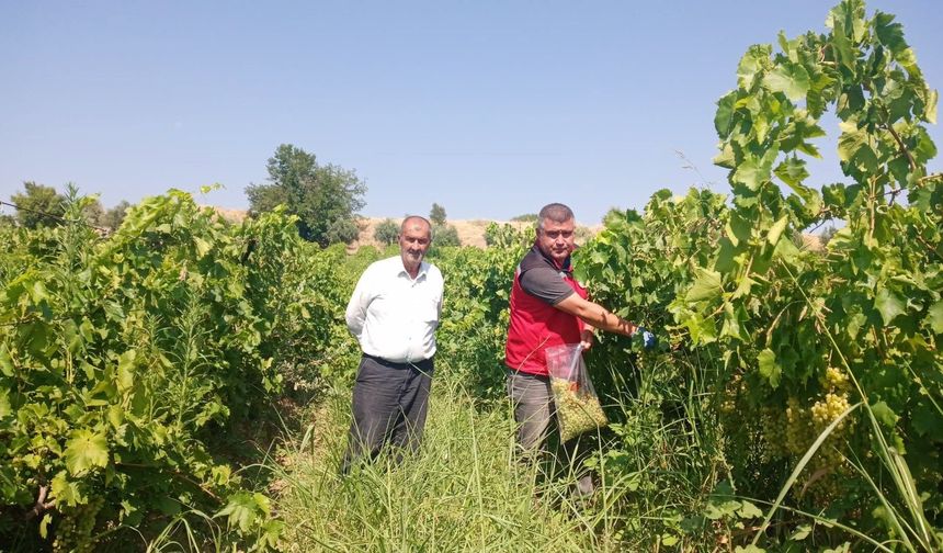 Üzüm bağlarında pestisit alarmı