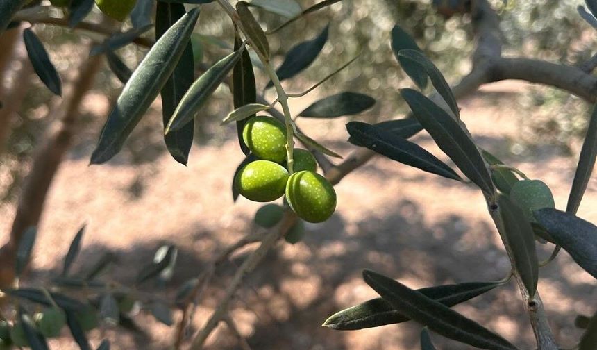 Zeytin sineği için ekipler harekete geçti