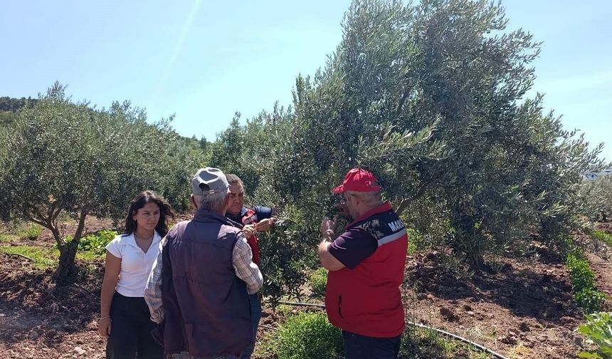 Zeytin üreticilerine hastalık uyarısı