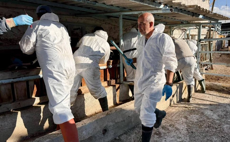 İthal büyükbaş hayvanların sağlık kontrolleri yapıldı