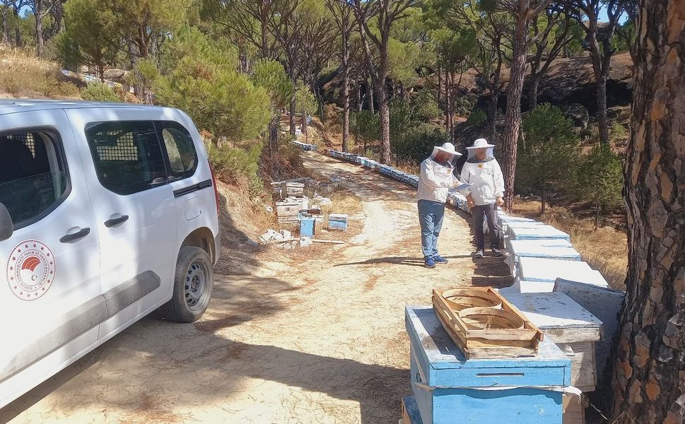 Bozdoğan'da arıcılara yönelik destek çalışmaları sürüyor