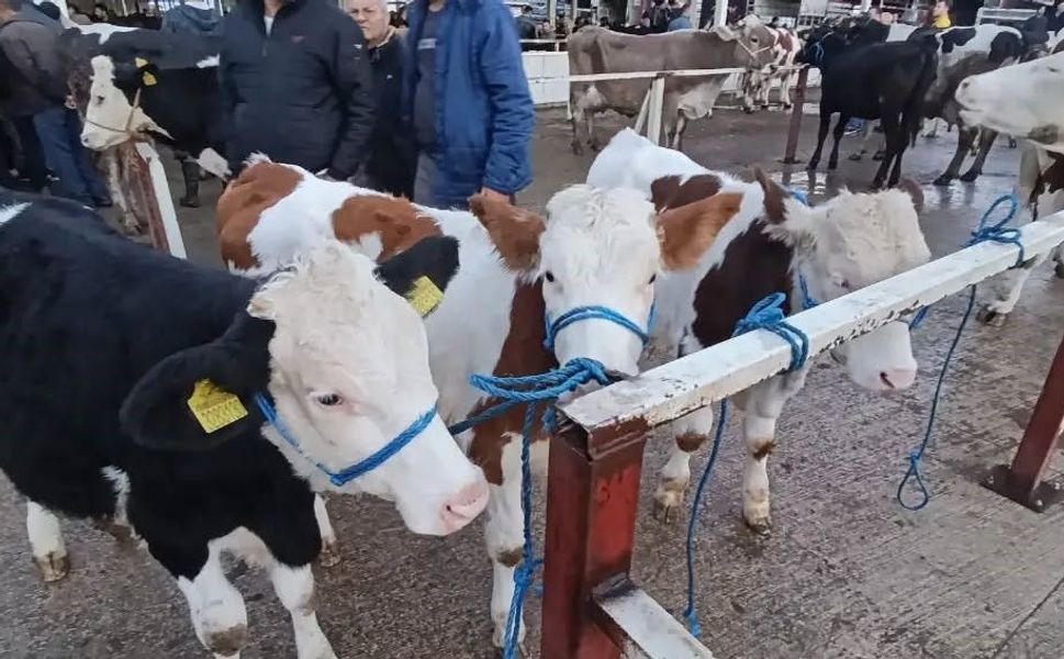 Nazilli Hayvan Pazarı’nda kaçak ve belgesiz hayvanlara geçit yok