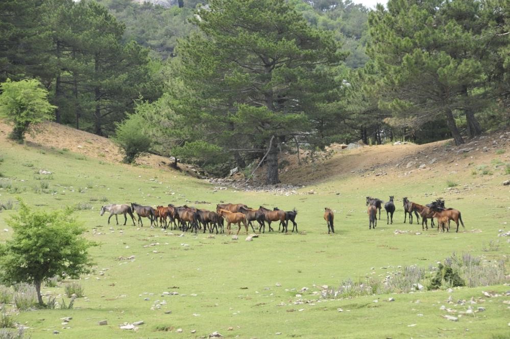 100 Yıl Önce Aydın'a Salıverilen Atlar Fotokapana Yakalandı 4