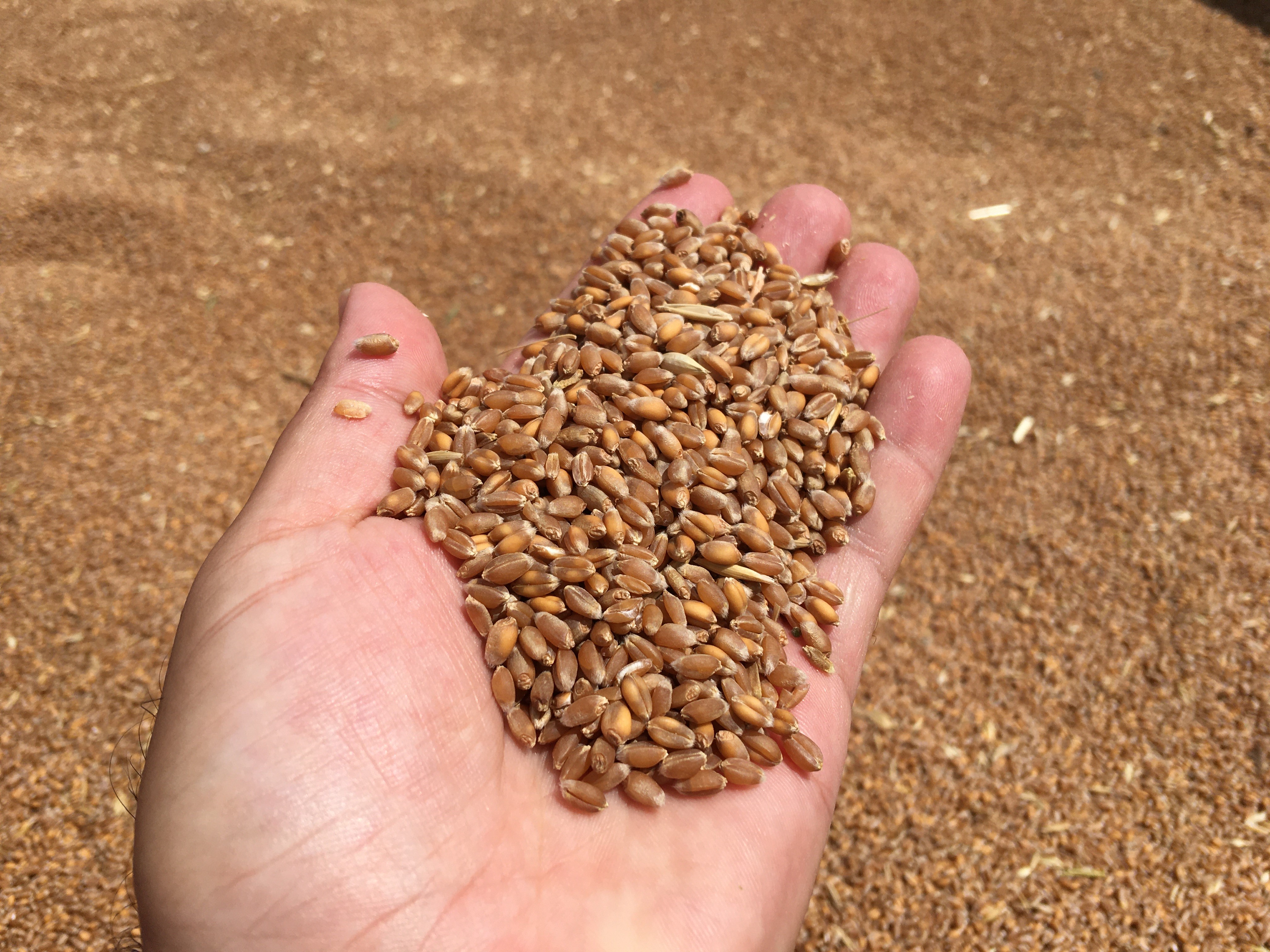 Aydın'da Buğday Alım Fiyatı Açıklandı 1