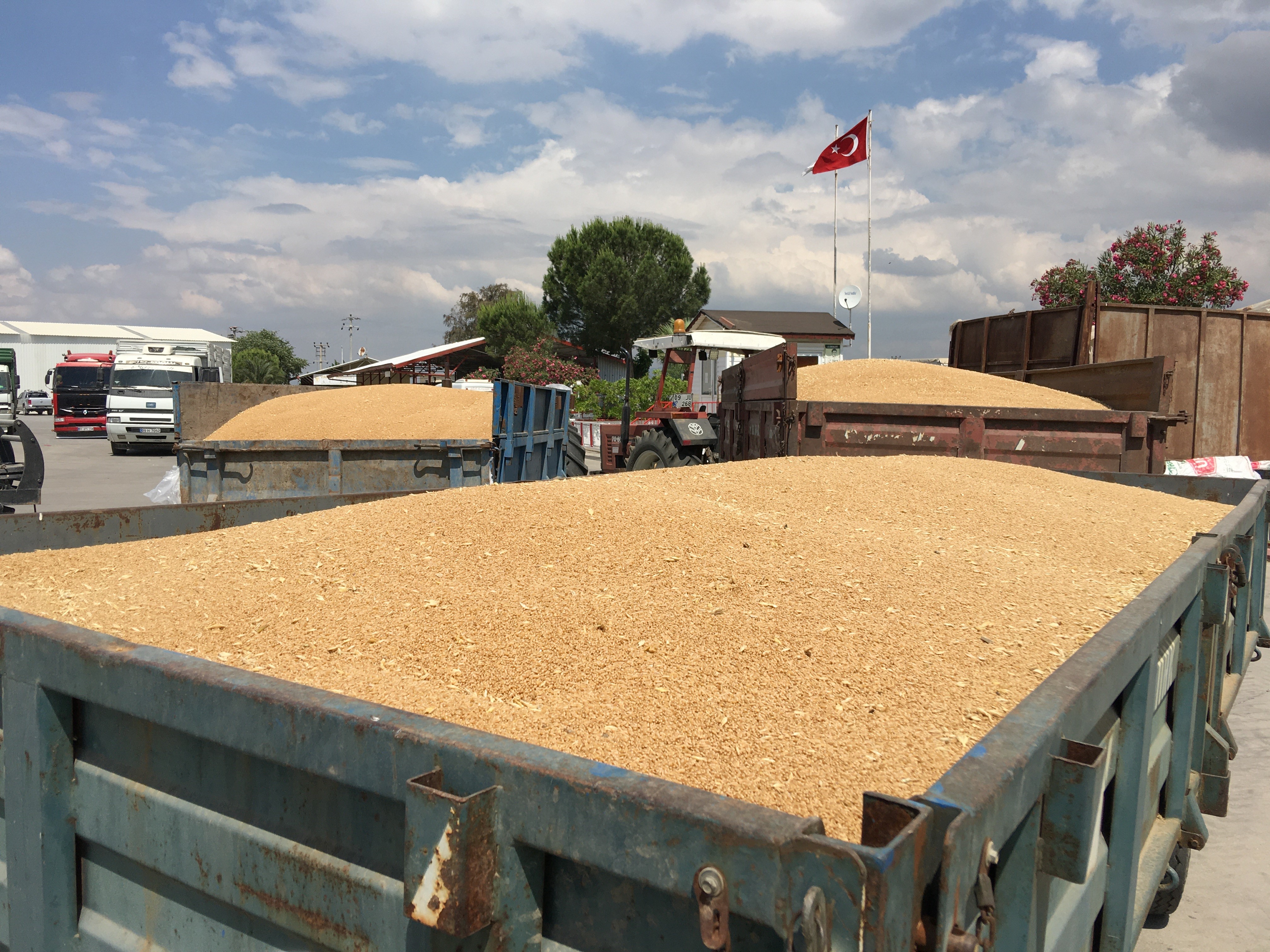 Aydın'da Buğday Alım Fiyatı Açıklandı 5