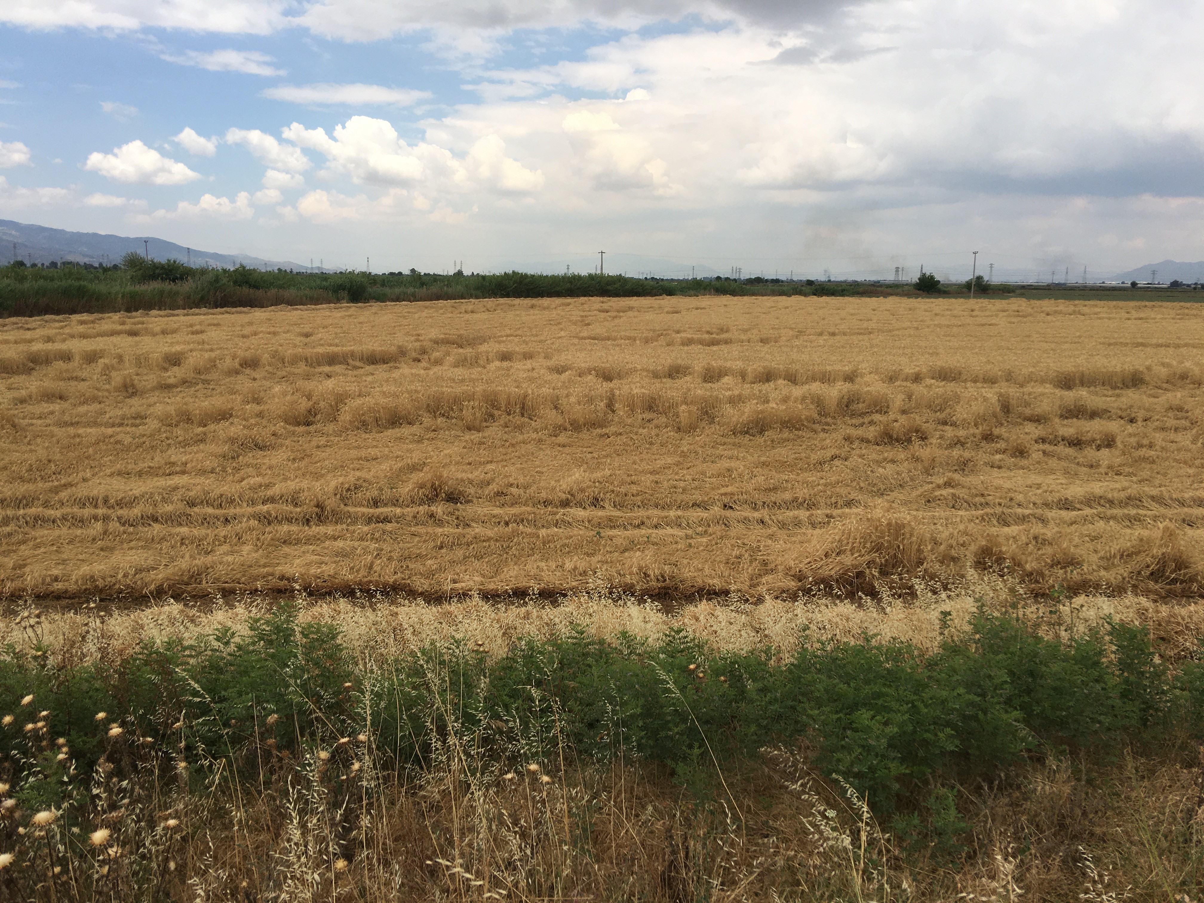 Aydın'da Buğday Alım Fiyatı Açıklandı 6