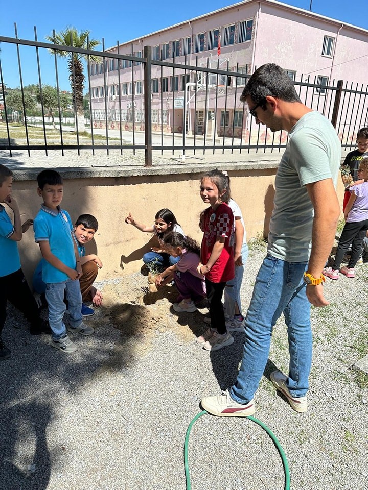 Aydın'da Ilkokul Öğrencileri Hem Zeytinin Önemini Anladı Hem De Fidan Dikti 3