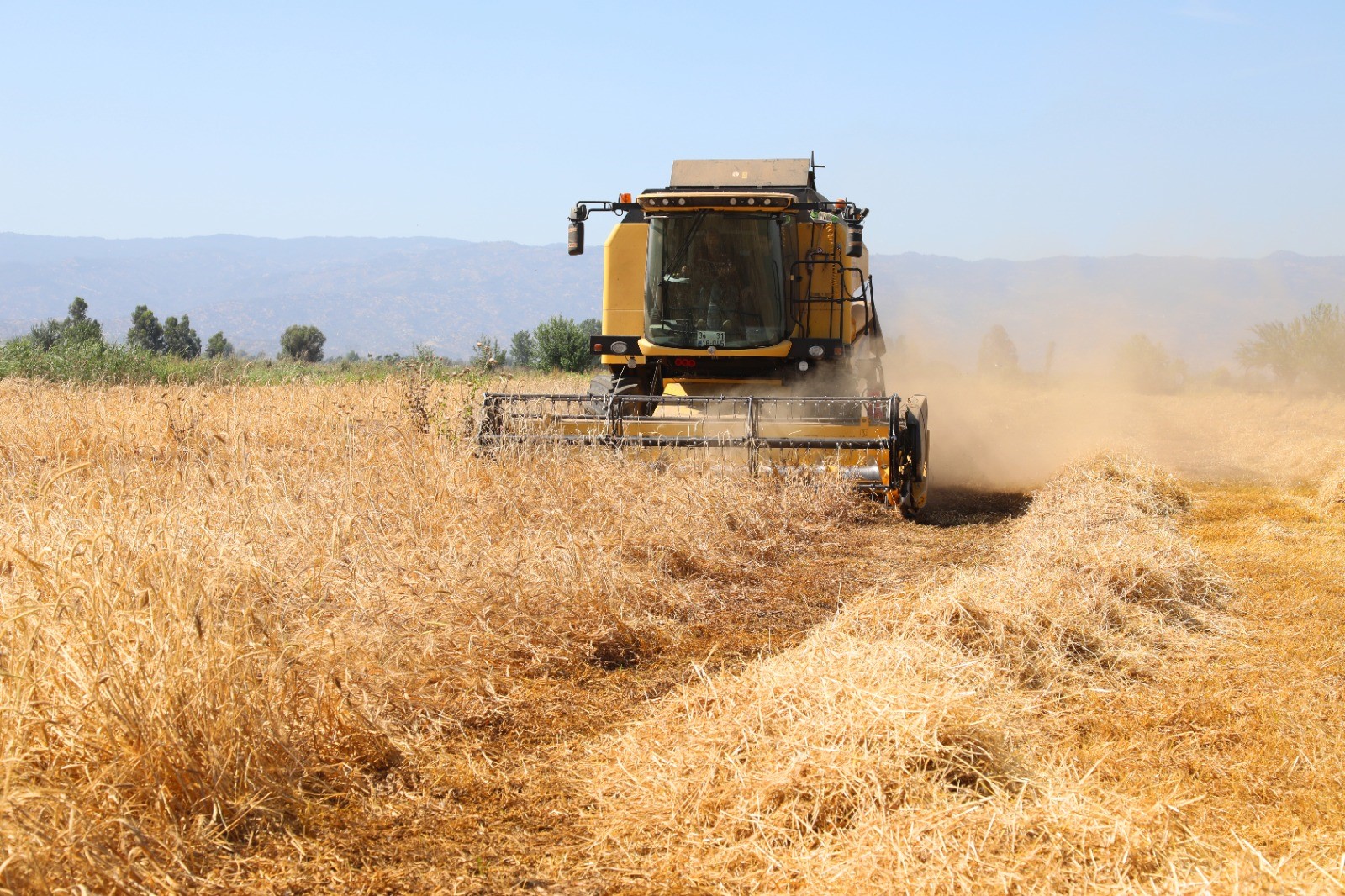 Aydın'da Karakılçık Buğdayında Hasat Zamanı (4)