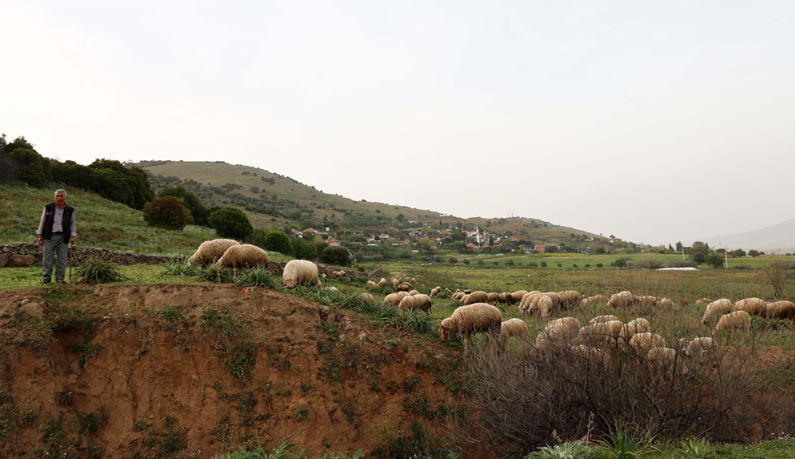 Aydın'da Yaşıyor, Ömrünü Koyunlarına Adadı 4