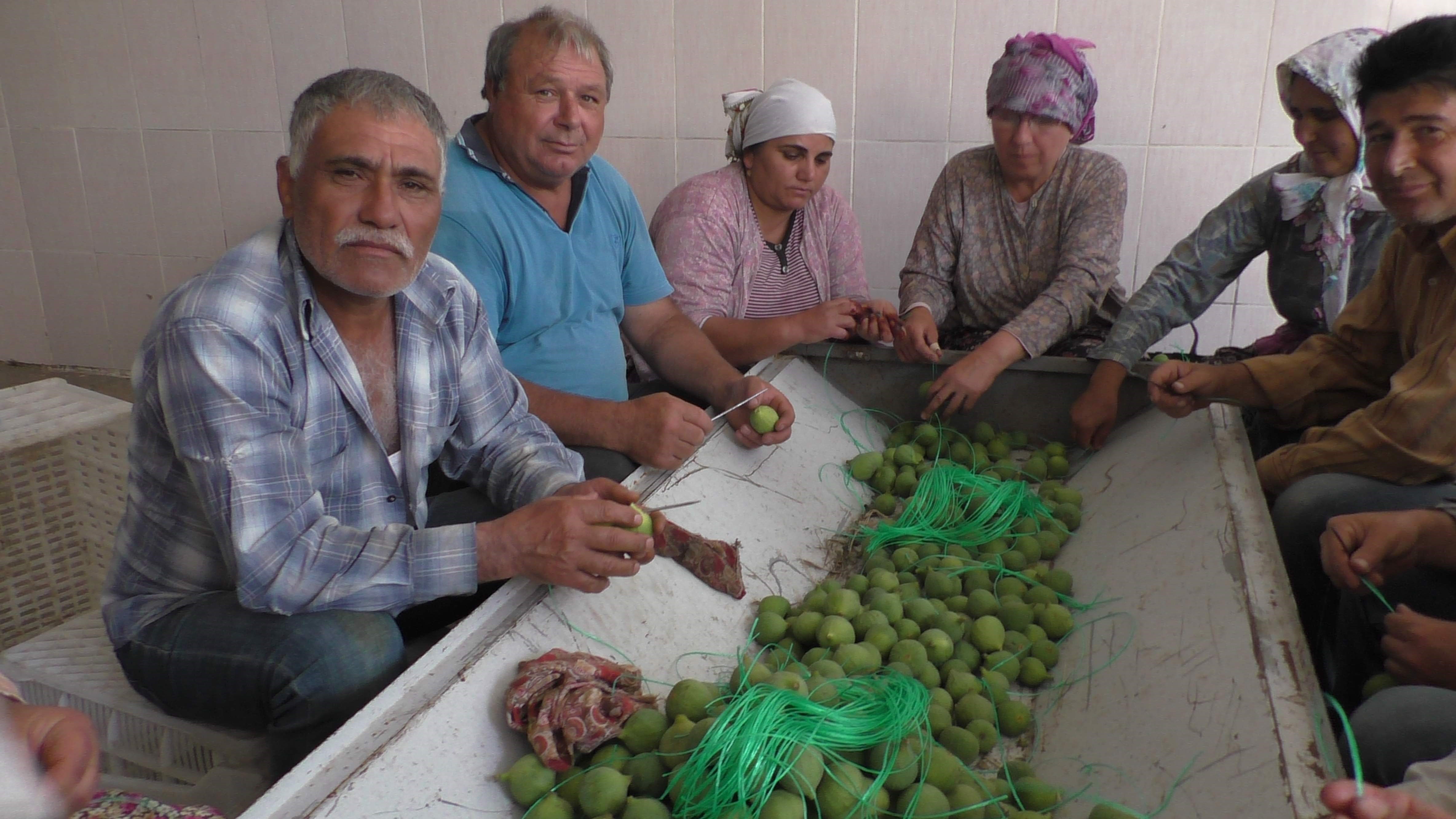 Aydın Inciri 'Ilekleniyor' 4