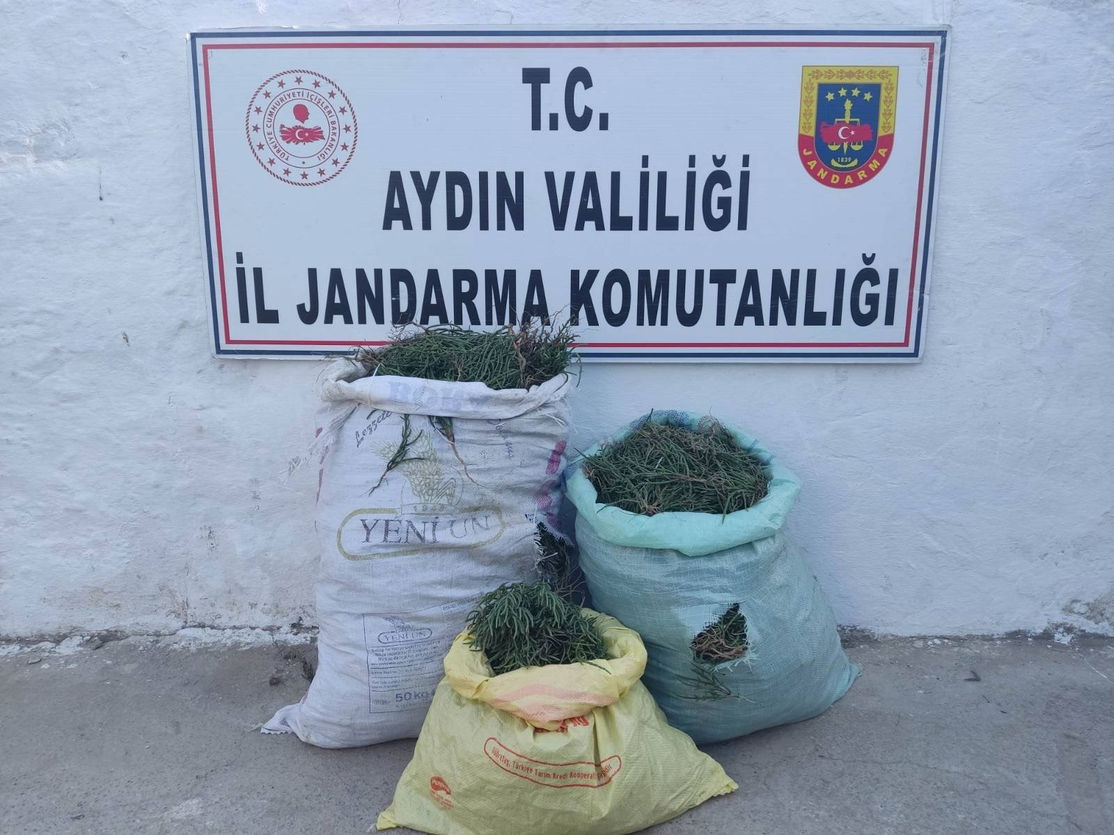 Aydın'da 70 Kilogram Deniz Börülcesi Yakalandı 1