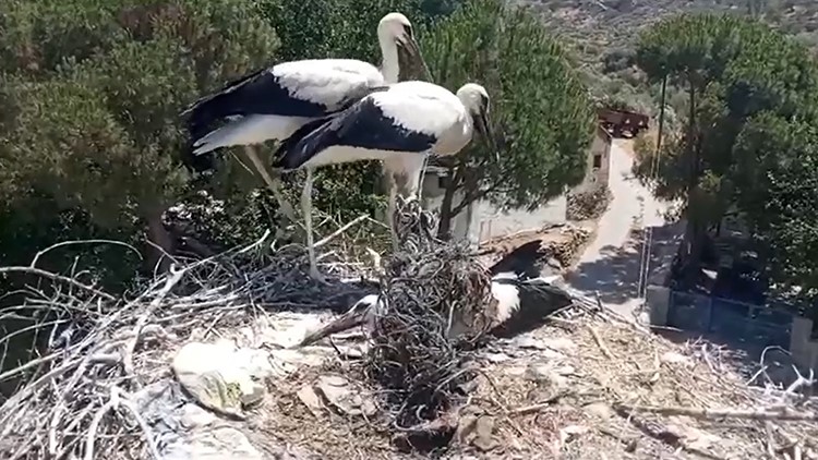 Aydın'da Ayağına Ip Dolanan Leyleği Muhtarın Dikkati Kurtardı 2