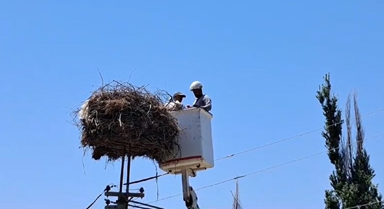 Aydın'da Ayağına Ip Dolanan Leyleği Muhtarın Dikkati Kurtardı 3