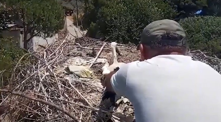 Aydın'da Ayağına Ip Dolanan Leyleği Muhtarın Dikkati Kurtardı 7