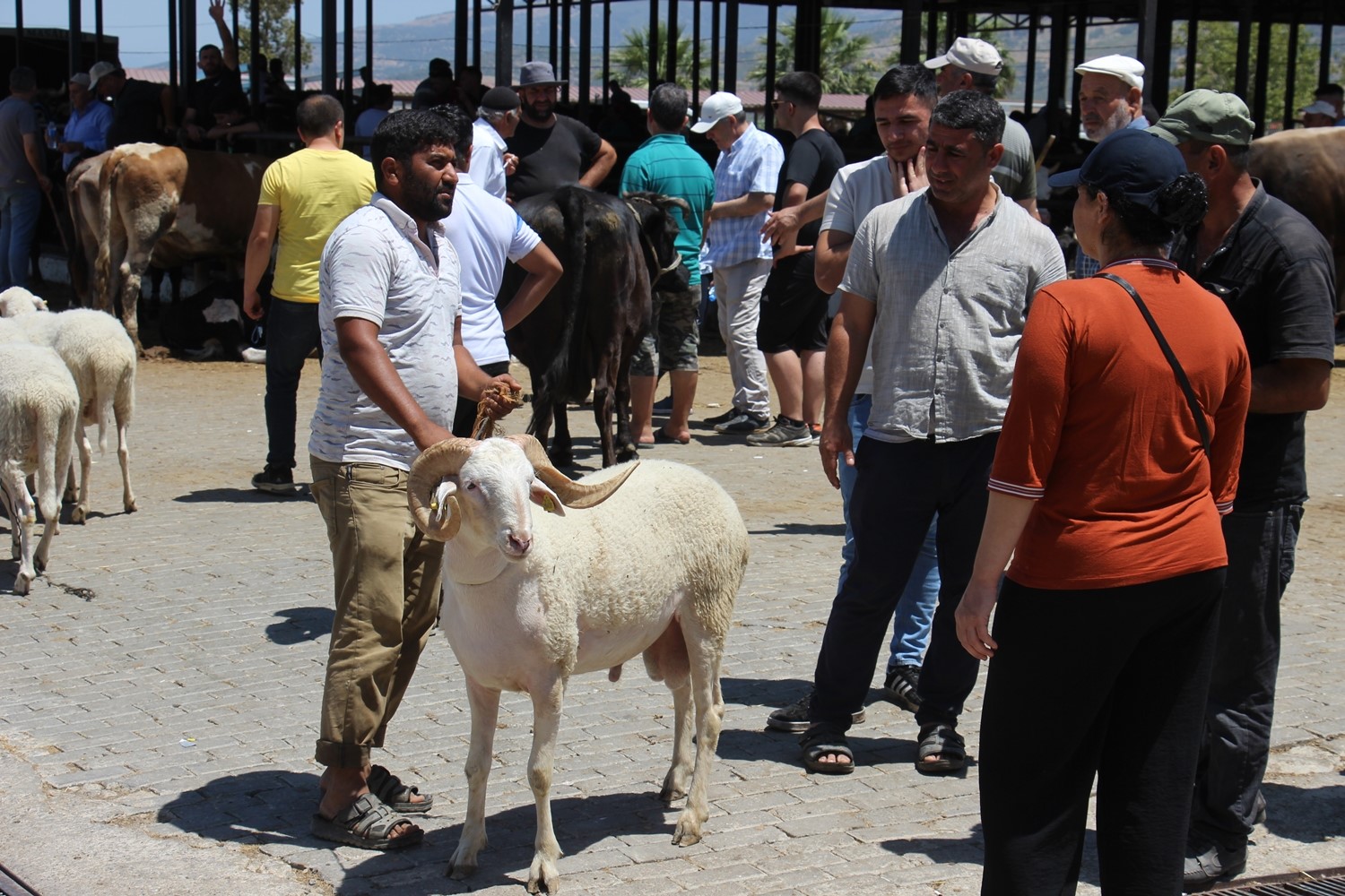 Aydın'da Hayvan Pazarları Boş Kaldı 9