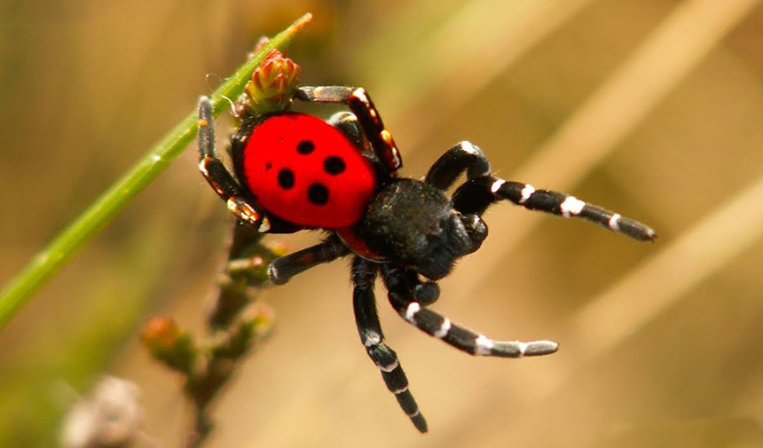 Aydın'da Zehirli Uğurböceği Örümceği Alarmı